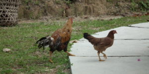 Chicken Crossing!
