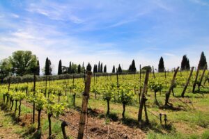 Vineyard tour, Verona